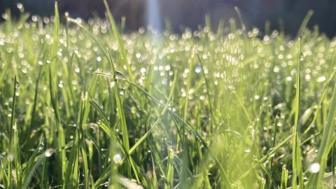 ZENg a fű FSZEK 2024 június 12 péntek 17:00