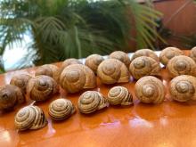 Készülhet a csiga-szélcsengő, vagy csigacsörgő ...